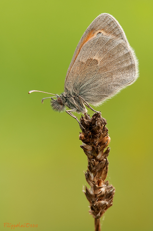 Conferma ID - Coenonympha pamphilus